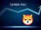 shiba inu